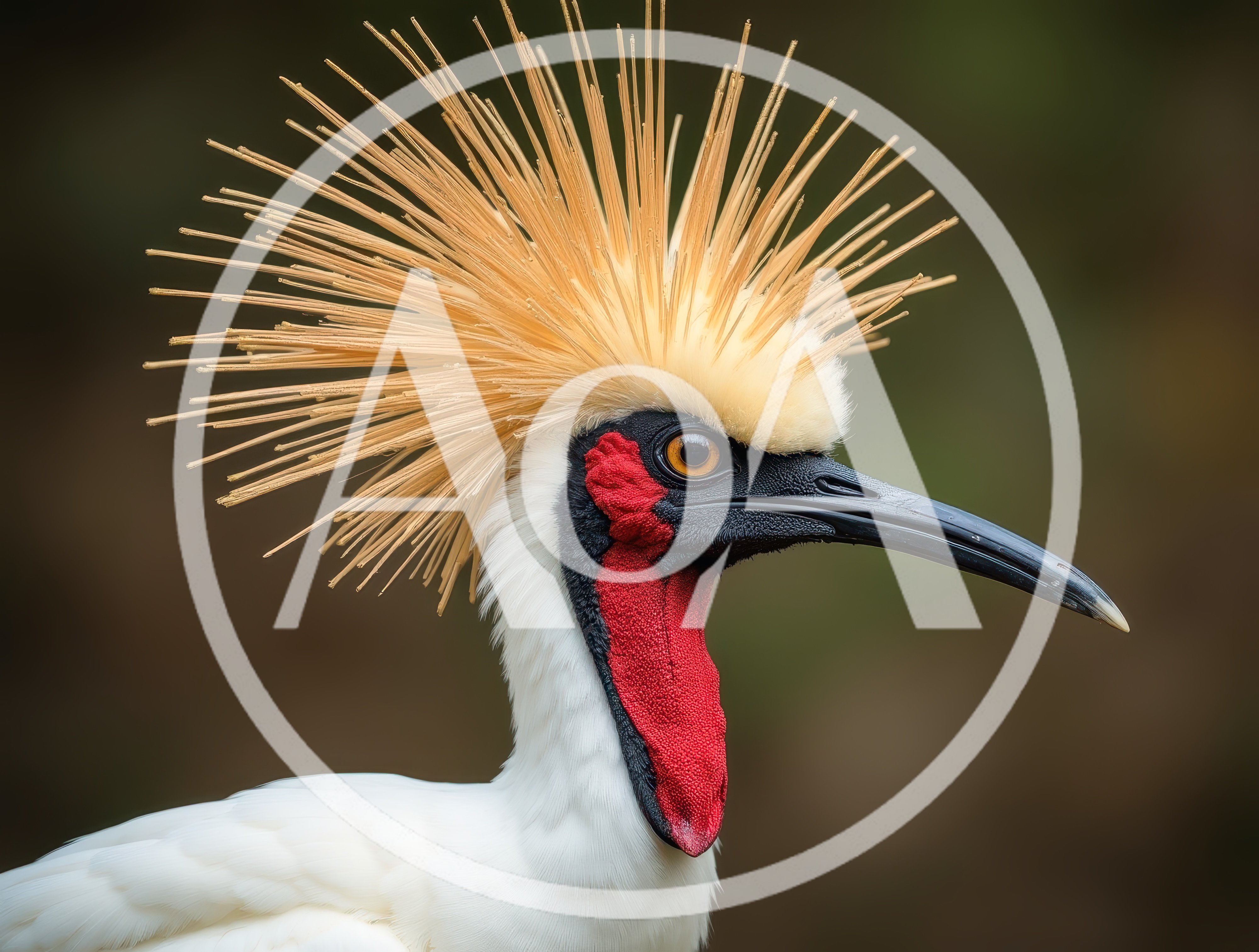 Close Up Portrait Of A White Crested Bird
