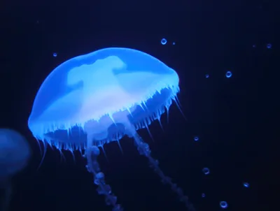 Glowing Blue Jellyfish Swimming In Dark Ocean Water