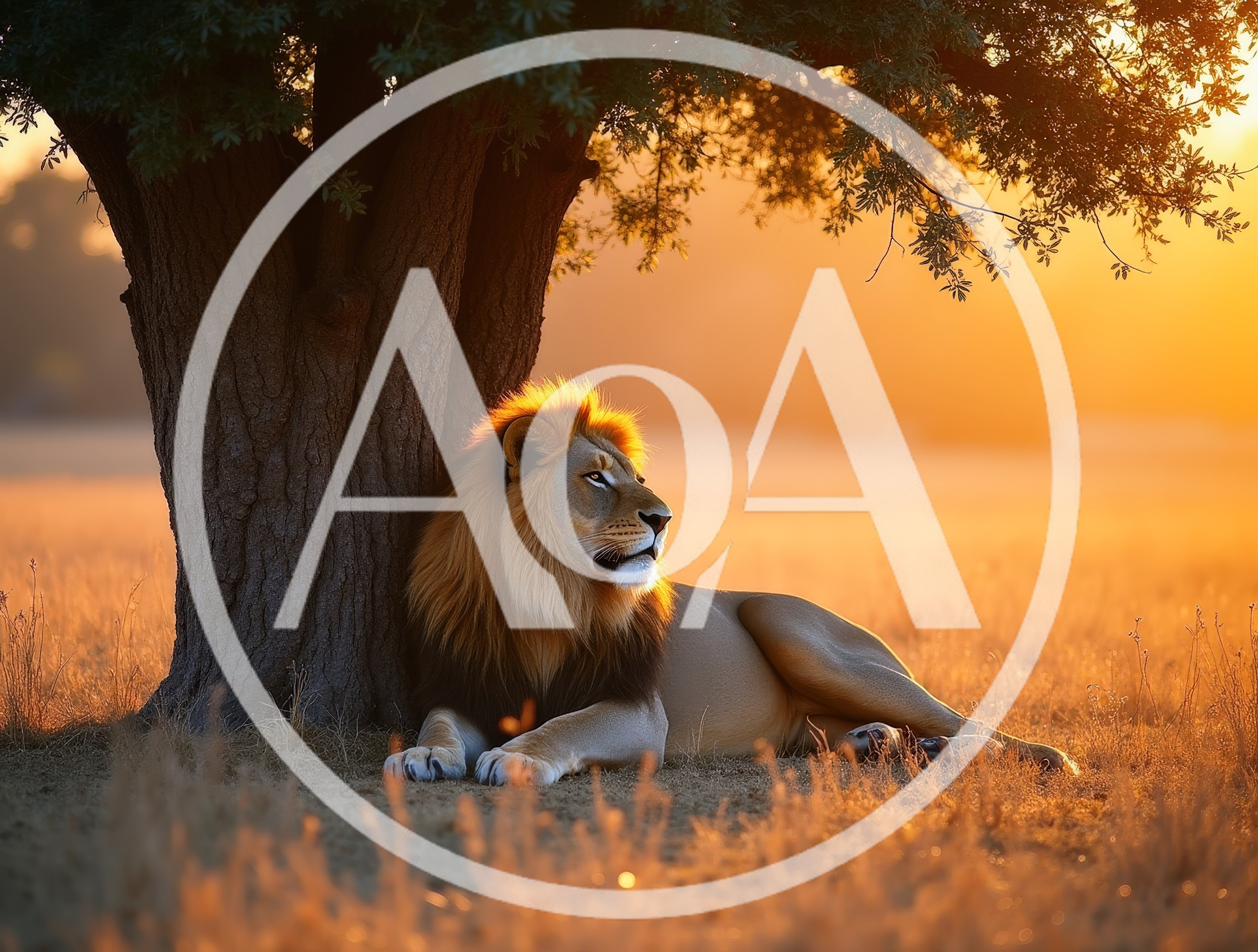 Majestic Male Lion Resting Under Tree At Sunset