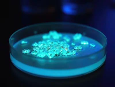 Bioluminescent Bacterial Colonies Growing In A Petri Dish