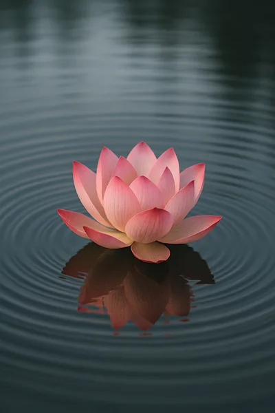 Pink Lotus Flower Floating On Calm Rippling Water