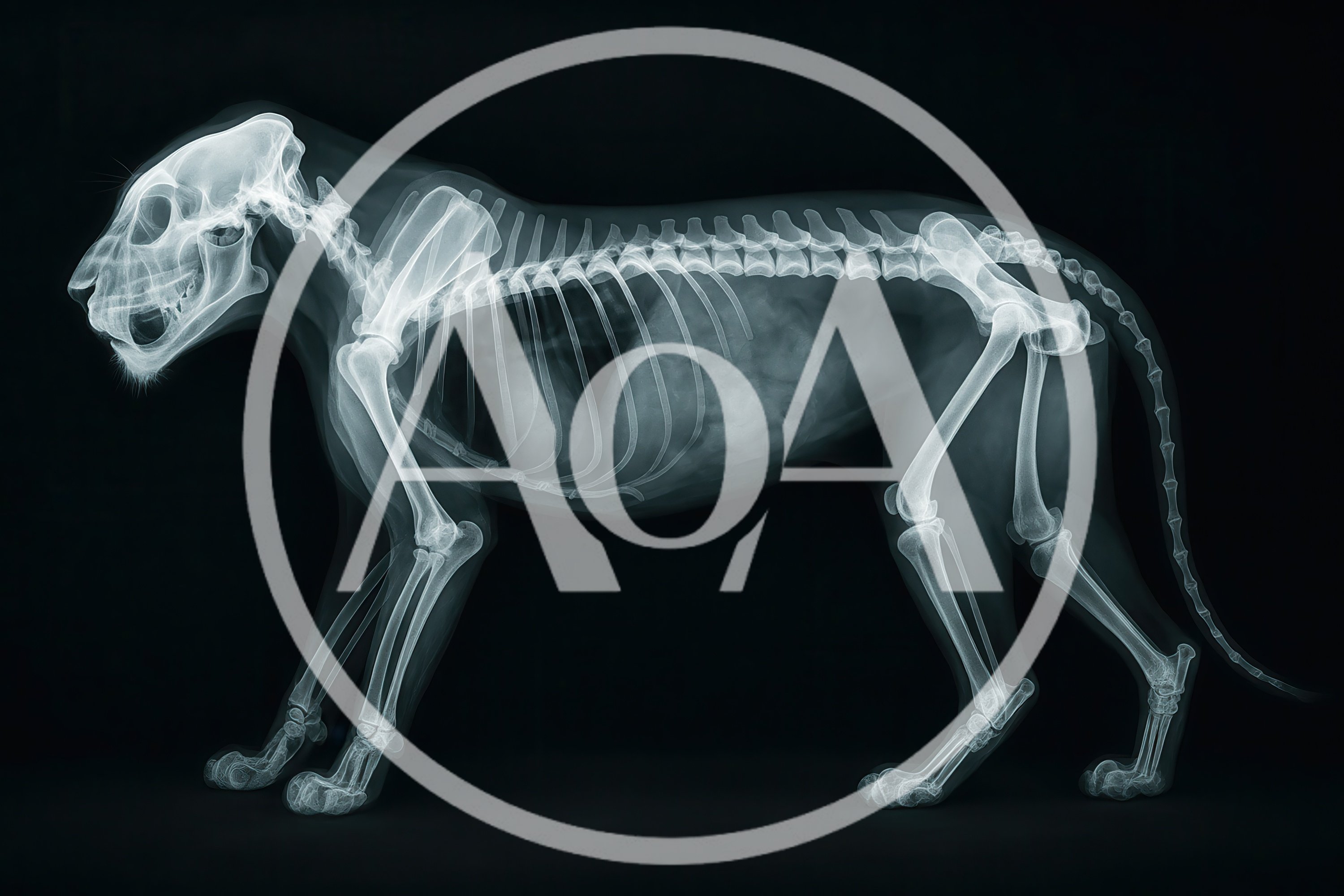 X-Ray Scan Of A Large Feline Skeleton