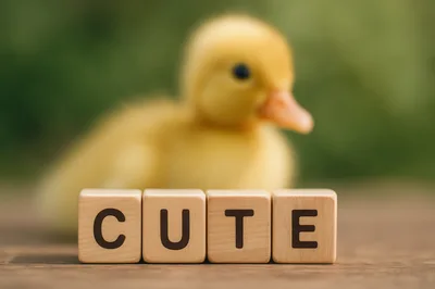 Cute Baby Duckling With Wooden Blocks Spelling Cute