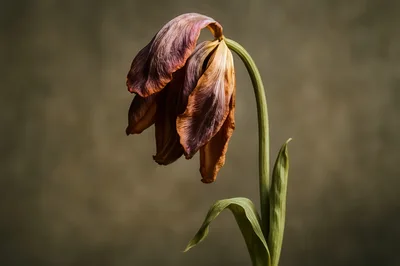 Wilted Tulip Flower Against A Textured Background