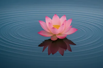 Pink Lotus Flower Floating On Calm Rippled Water