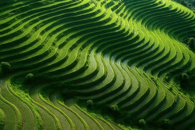 Aerial View Of Lush Green Rice Terraces