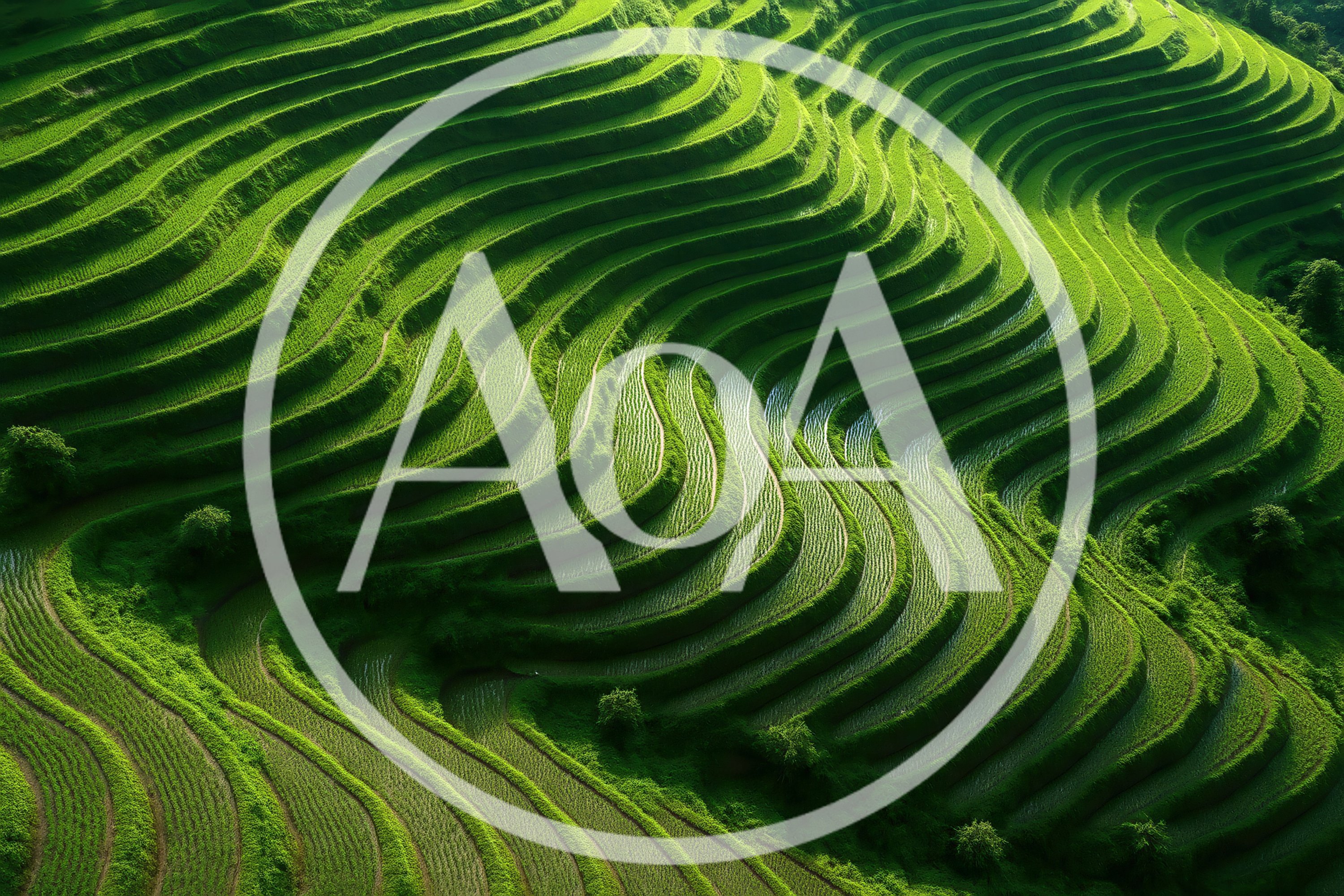 Aerial View Of Lush Green Rice Terraces