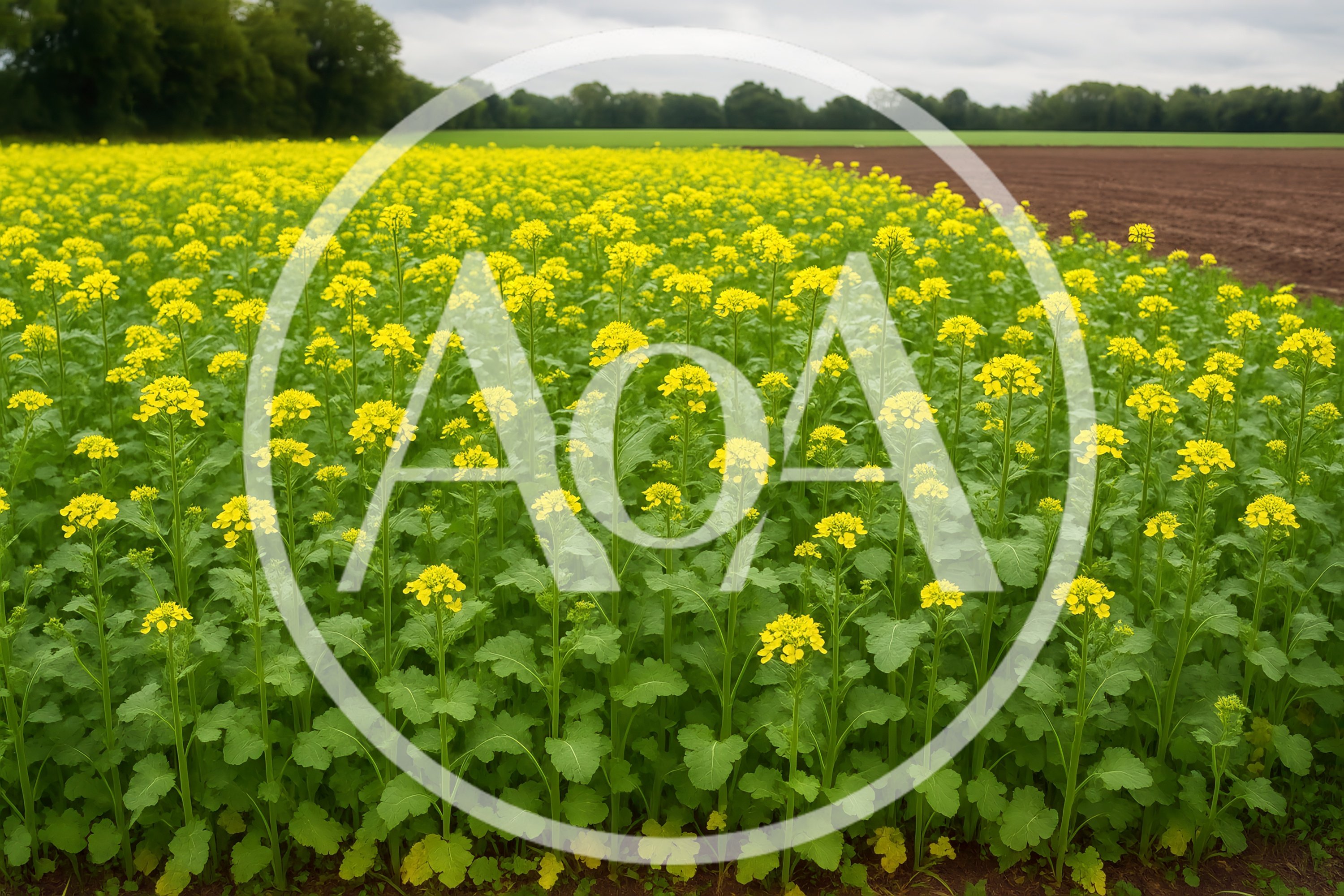 Blooming Yellow Rapeseed Field In Rural Landscape
