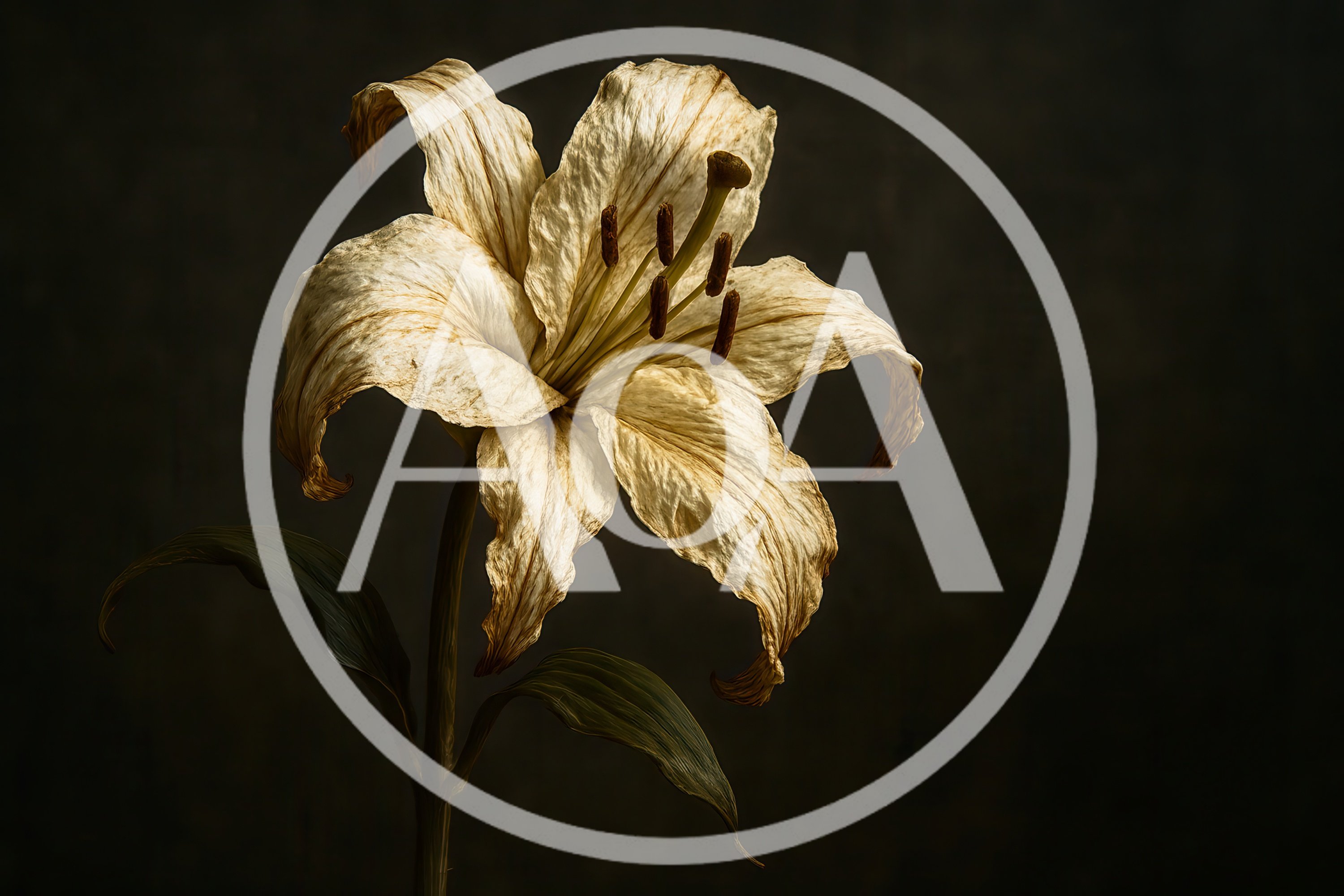 Withered Lily Flower Against Dark Moody Background