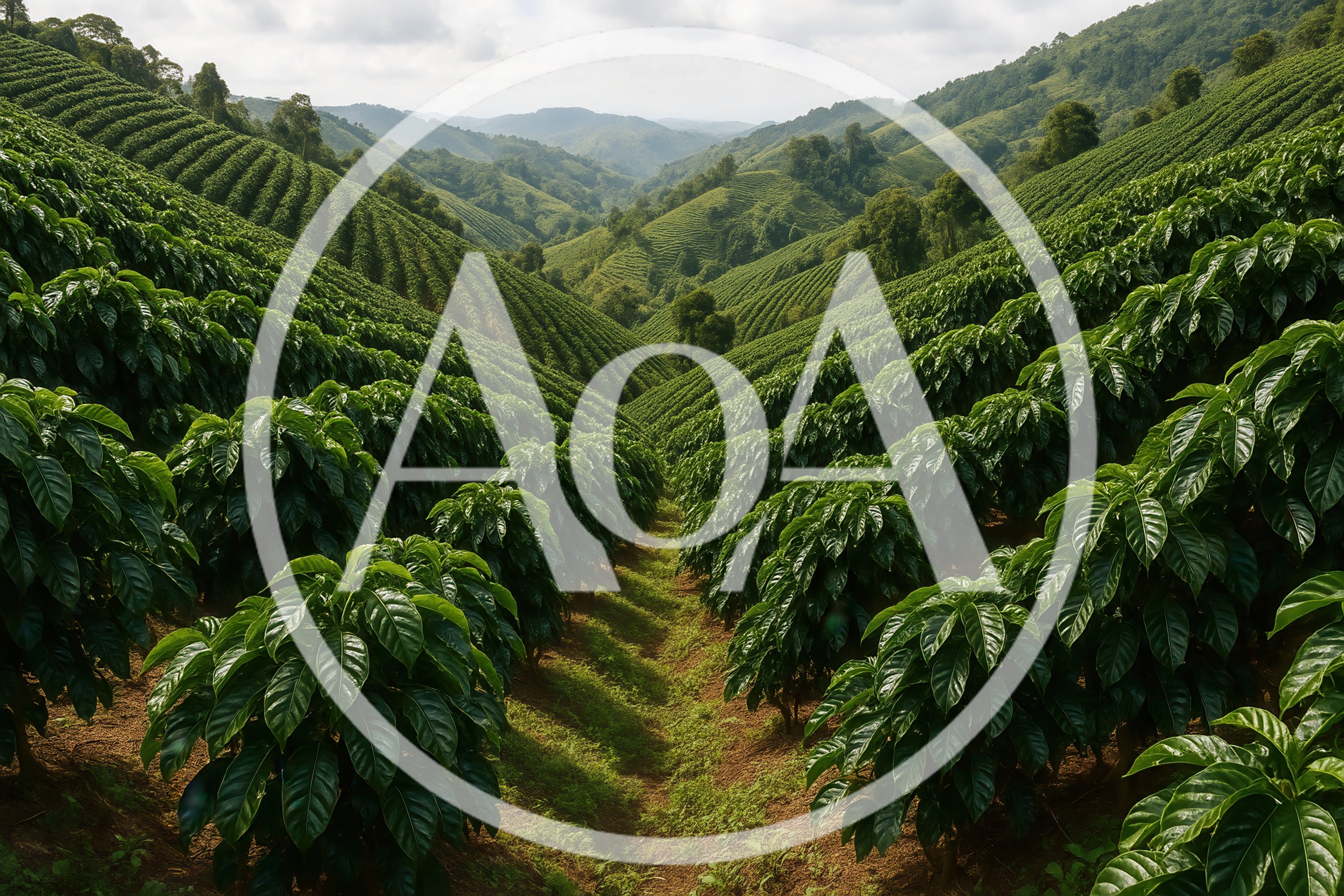 Lush Green Coffee Plantation On Rolling Hills