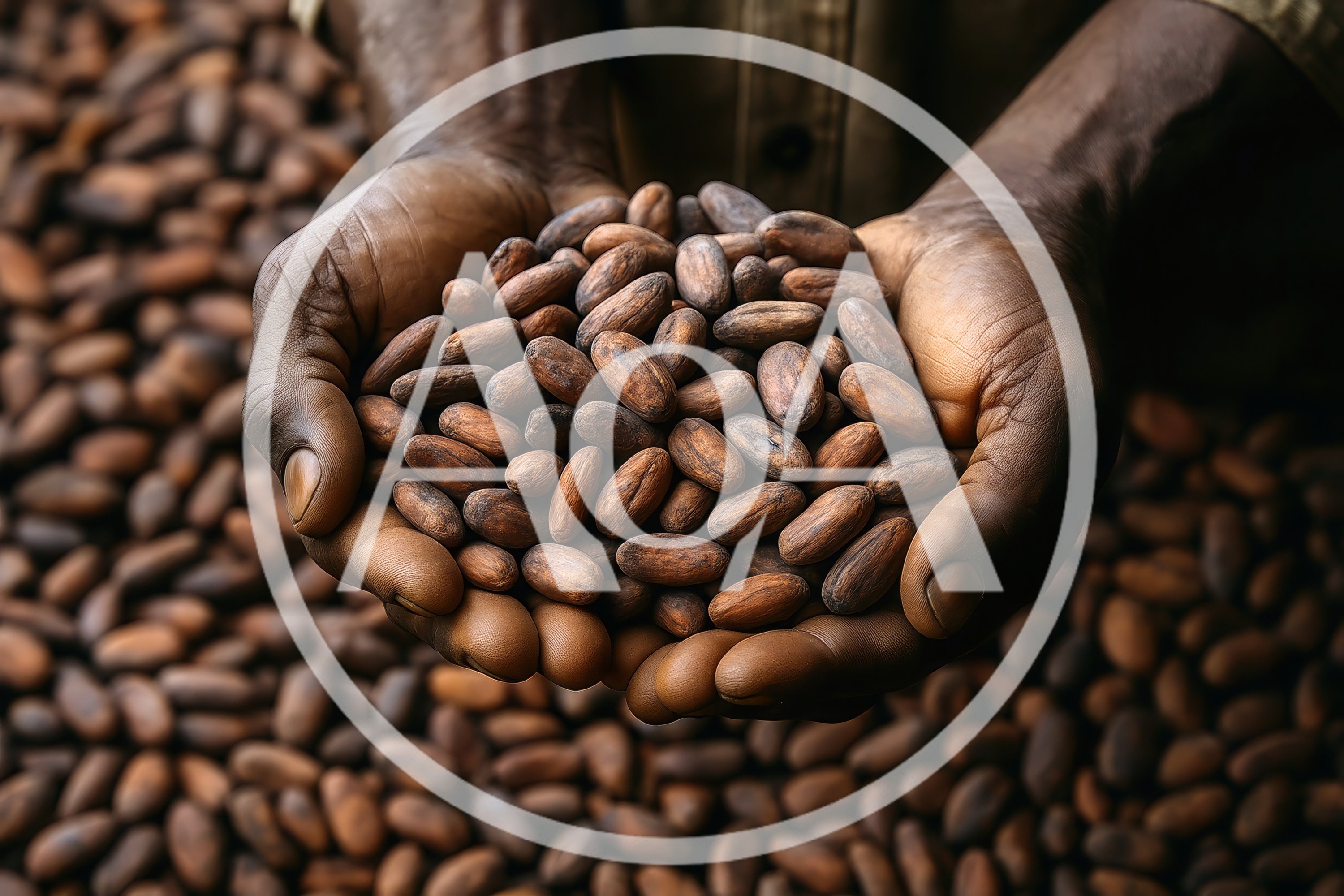 Farmer Holding Raw Cocoa Beans In Hands