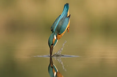 Common Kingfisher Diving Into Still Water