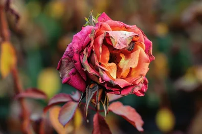 Wilted Pink And Orange Rose In Garden