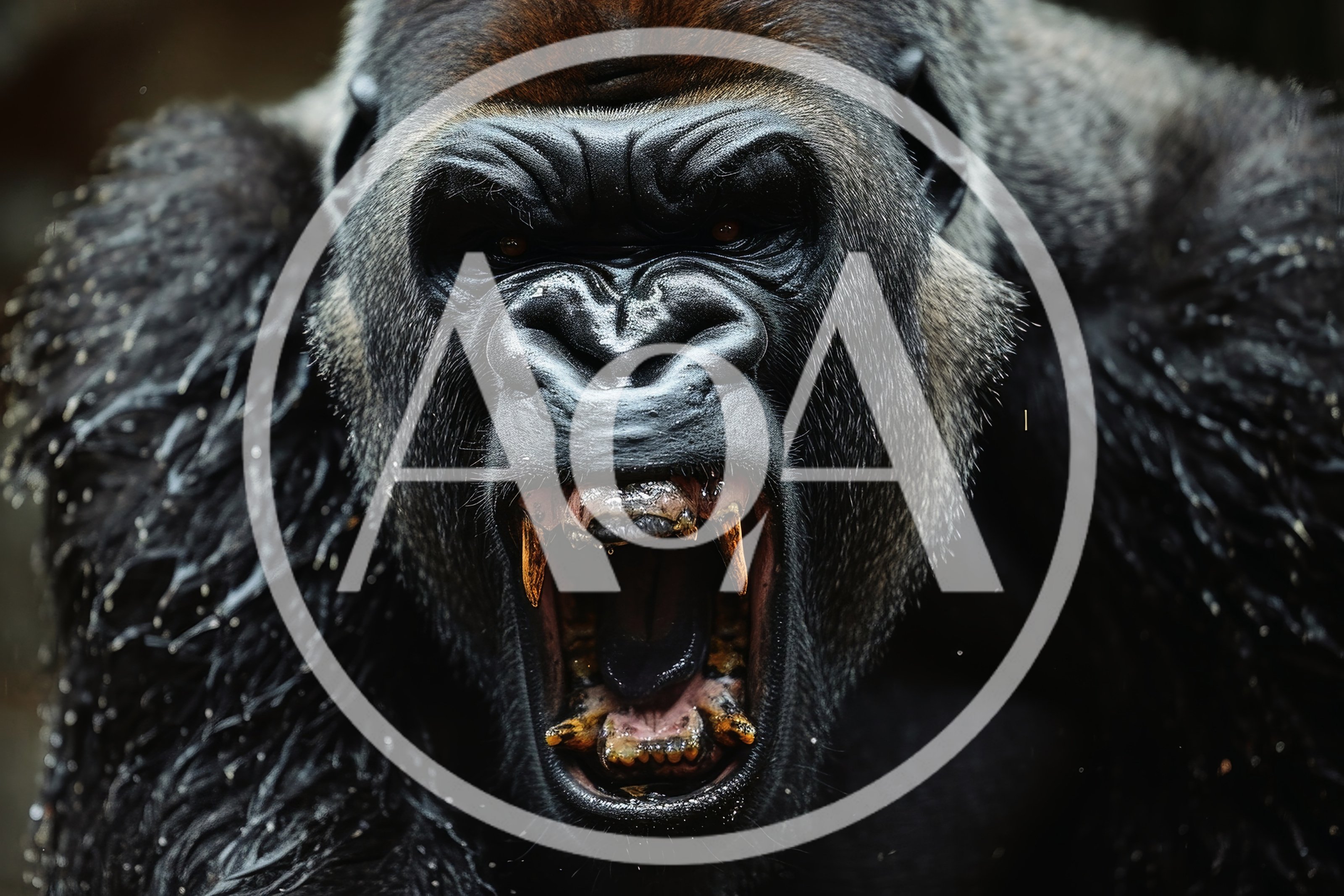 Aggressive Silverback Gorilla Roaring With Bared Teeth