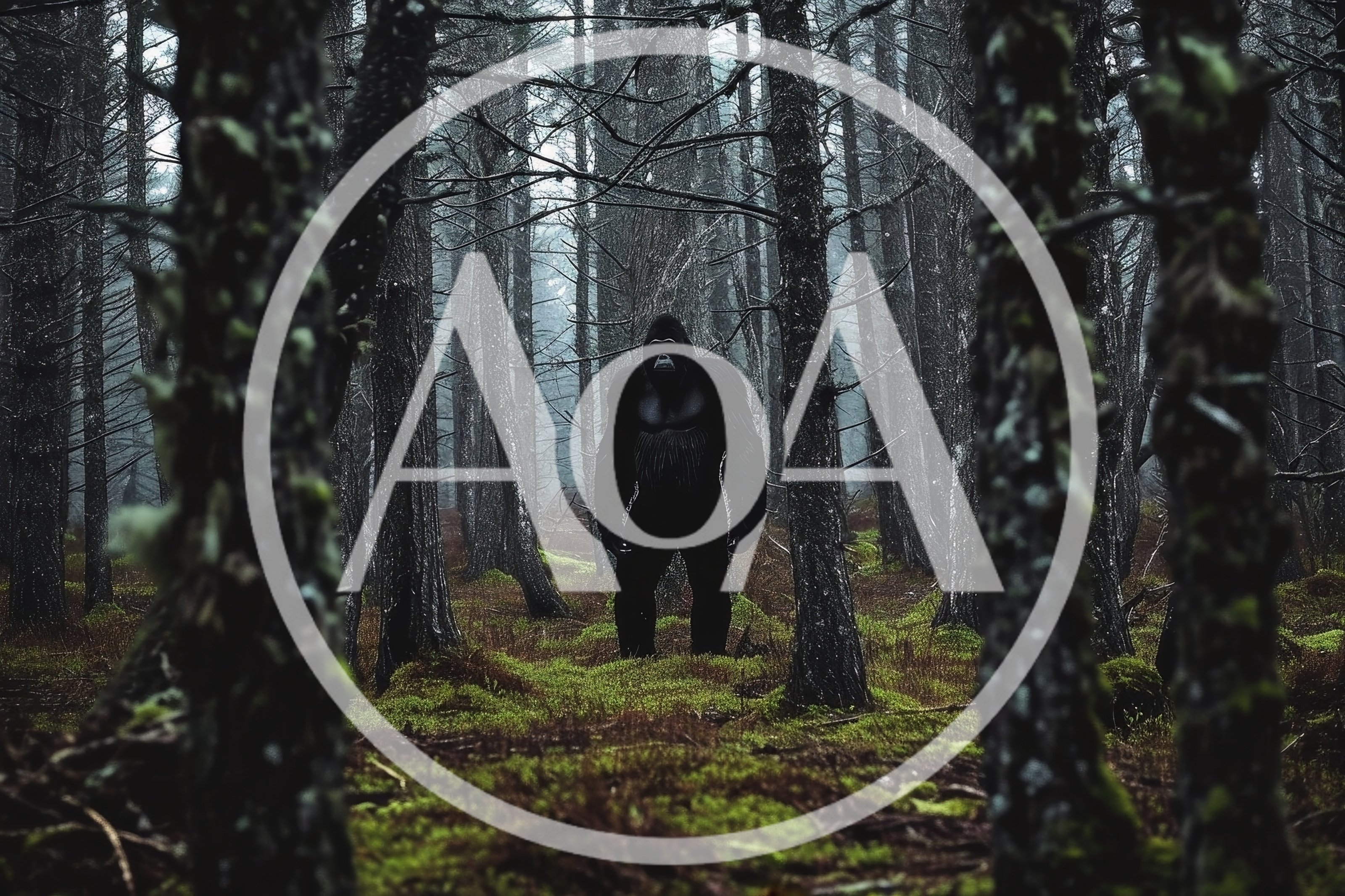 Gorilla Standing In A Misty Pine Forest
