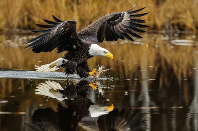 Bald Eagle Hunting Fish In Calm Lake
