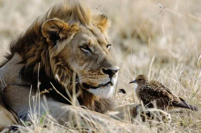 Male Lion Resting Near A Small Bird