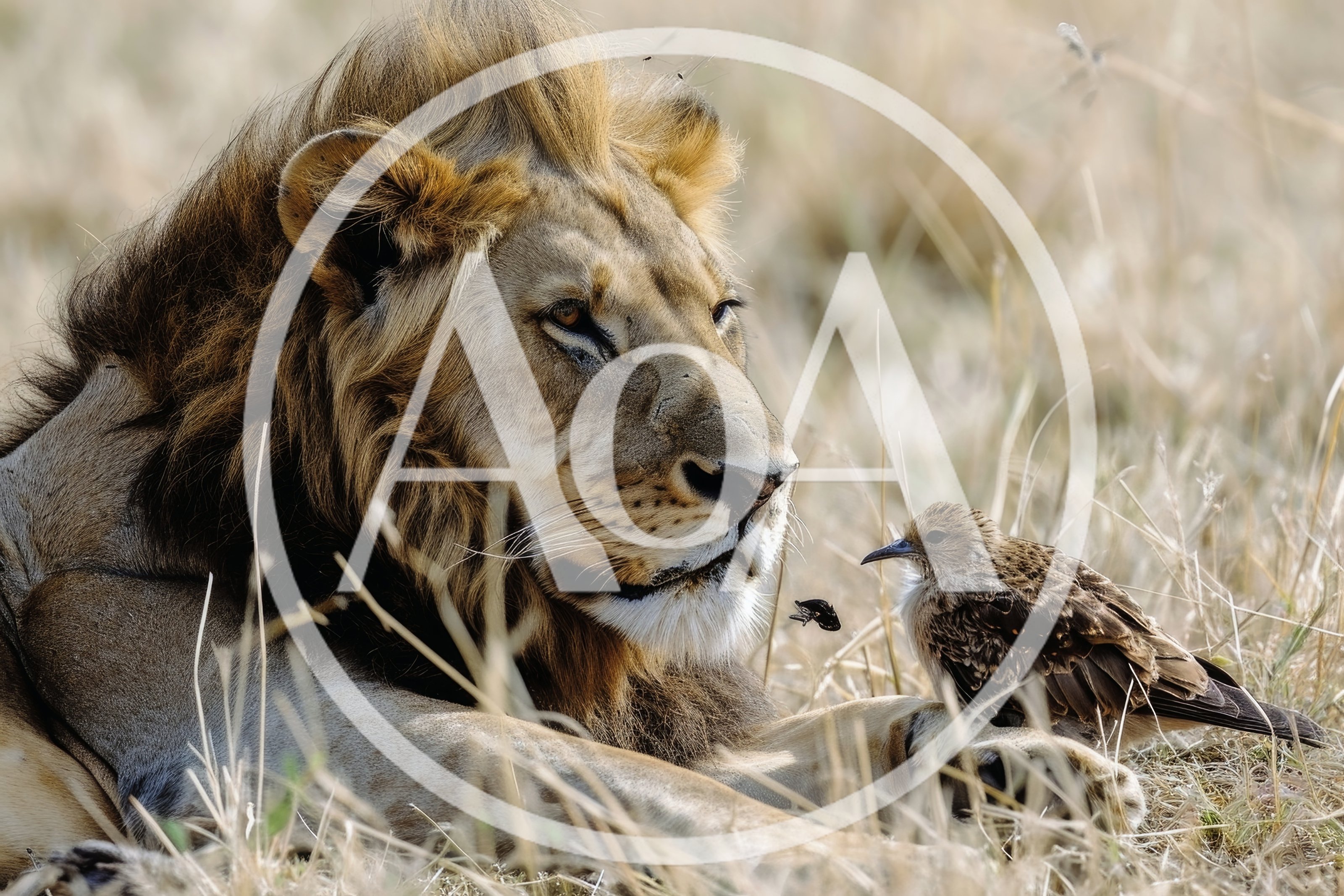 Male Lion Resting Near A Small Bird