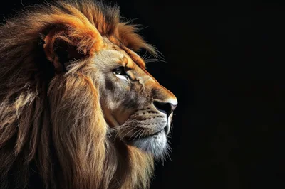 Majestic Lion Profile Portrait Against Black Background
