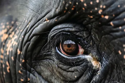 Extreme Close Up Of An Elephant Eye