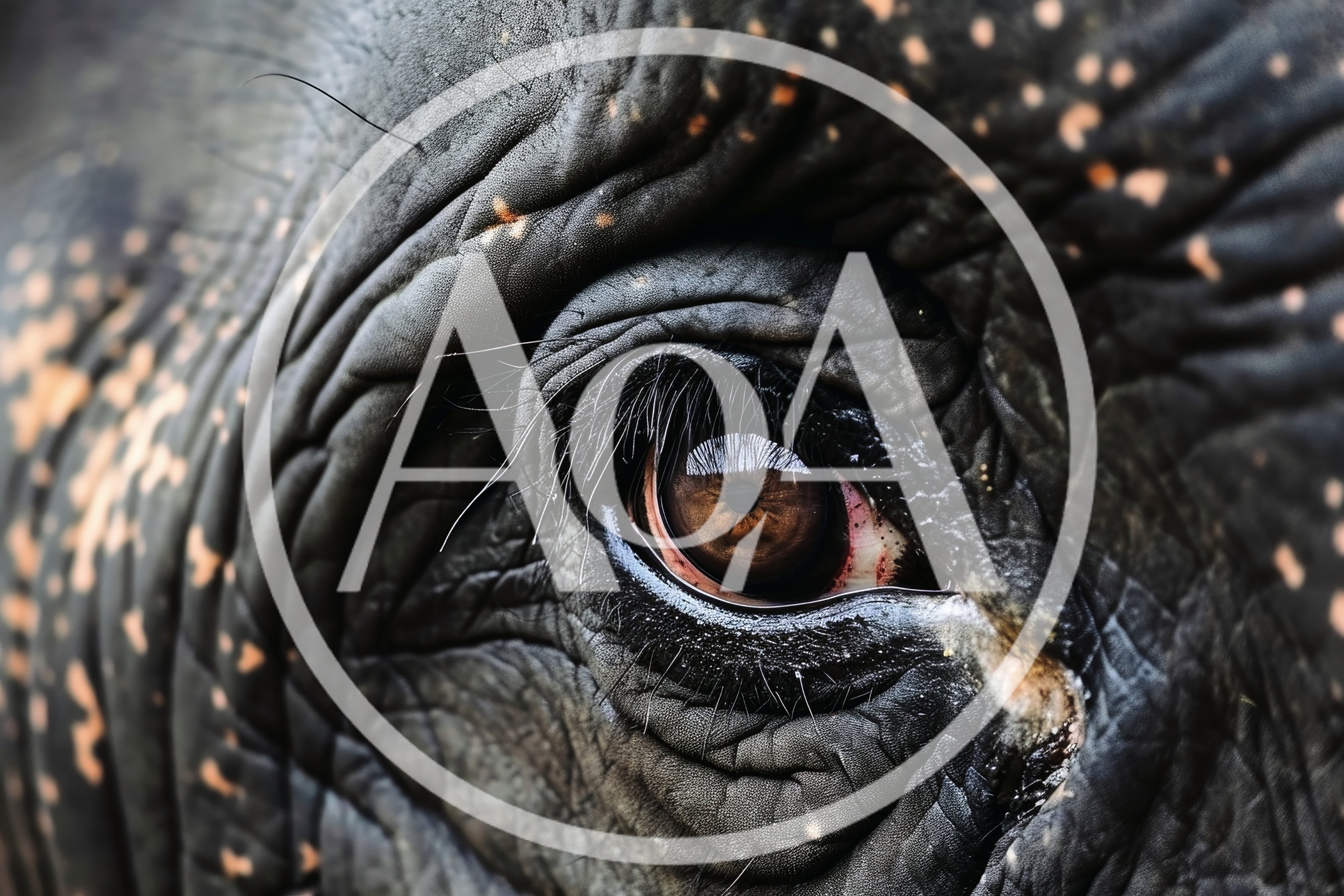 Extreme Close Up Of An Elephant Eye