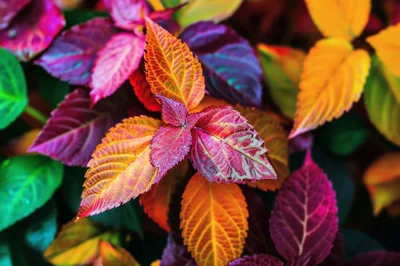 Vibrant Multicolored Coleus Leaves in Garden