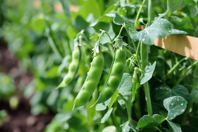 Fresh Green Pea Pods Growing on Vine