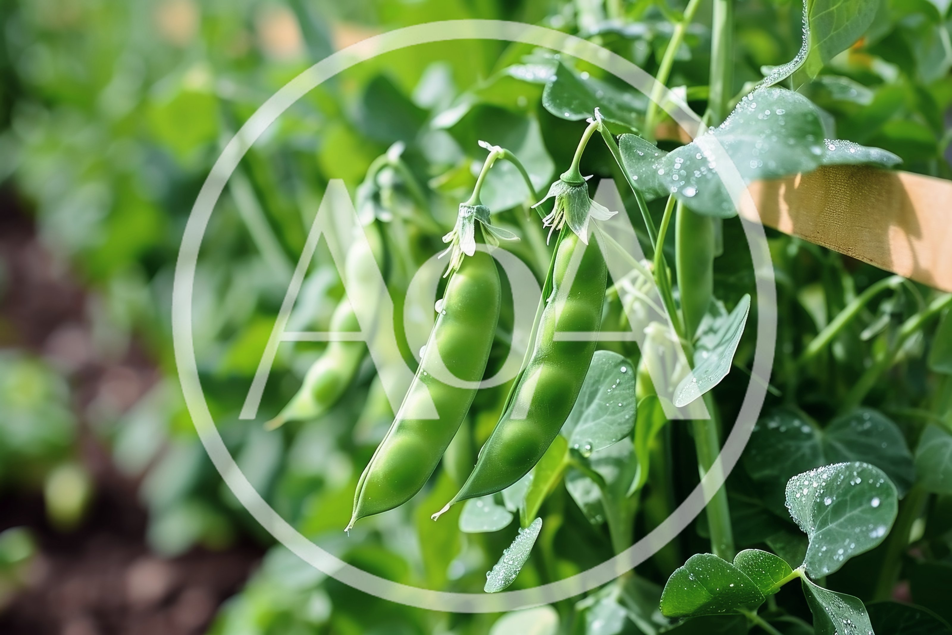 Fresh Green Pea Pods Growing on Vine