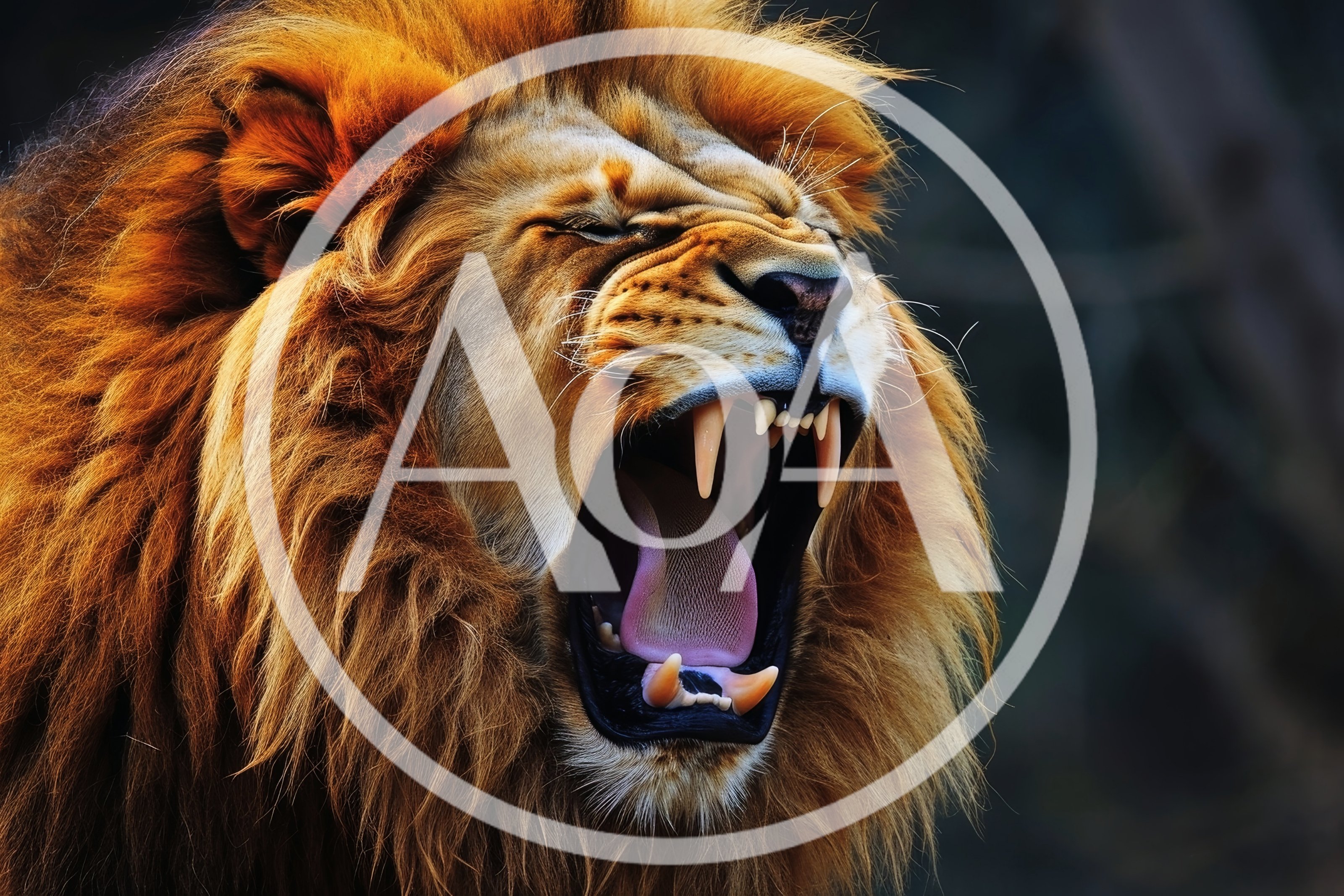 Majestic Male Lion Roaring With Mouth Wide Open