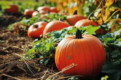 Vibrant Orange Pumpkins Growing In A Sunny Patch