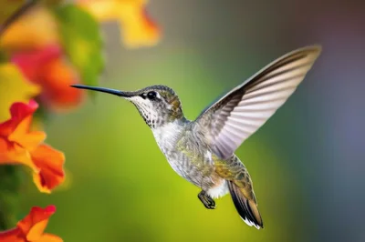 Ruby-Throated Hummingbird Hovering Near Vibrant Orange Flowers
