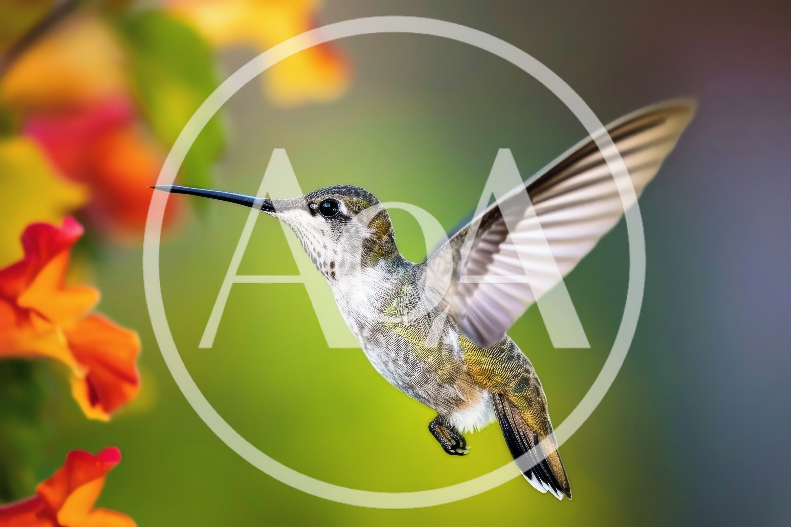 Ruby-Throated Hummingbird Hovering Near Vibrant Orange Flowers