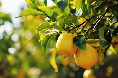 Fresh Yellow Lemons Hanging On A Tree Branch