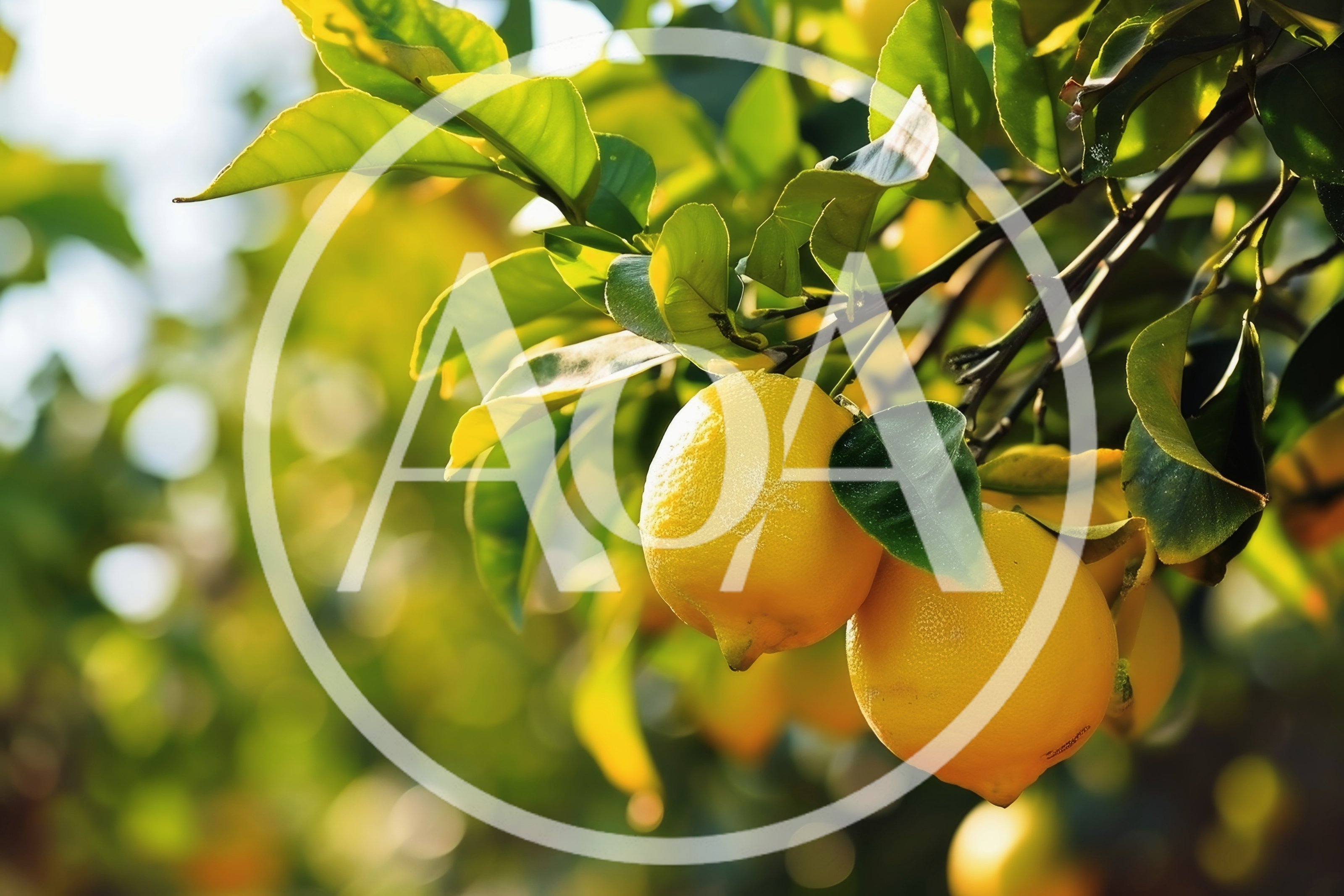 Fresh Yellow Lemons Hanging On A Tree Branch