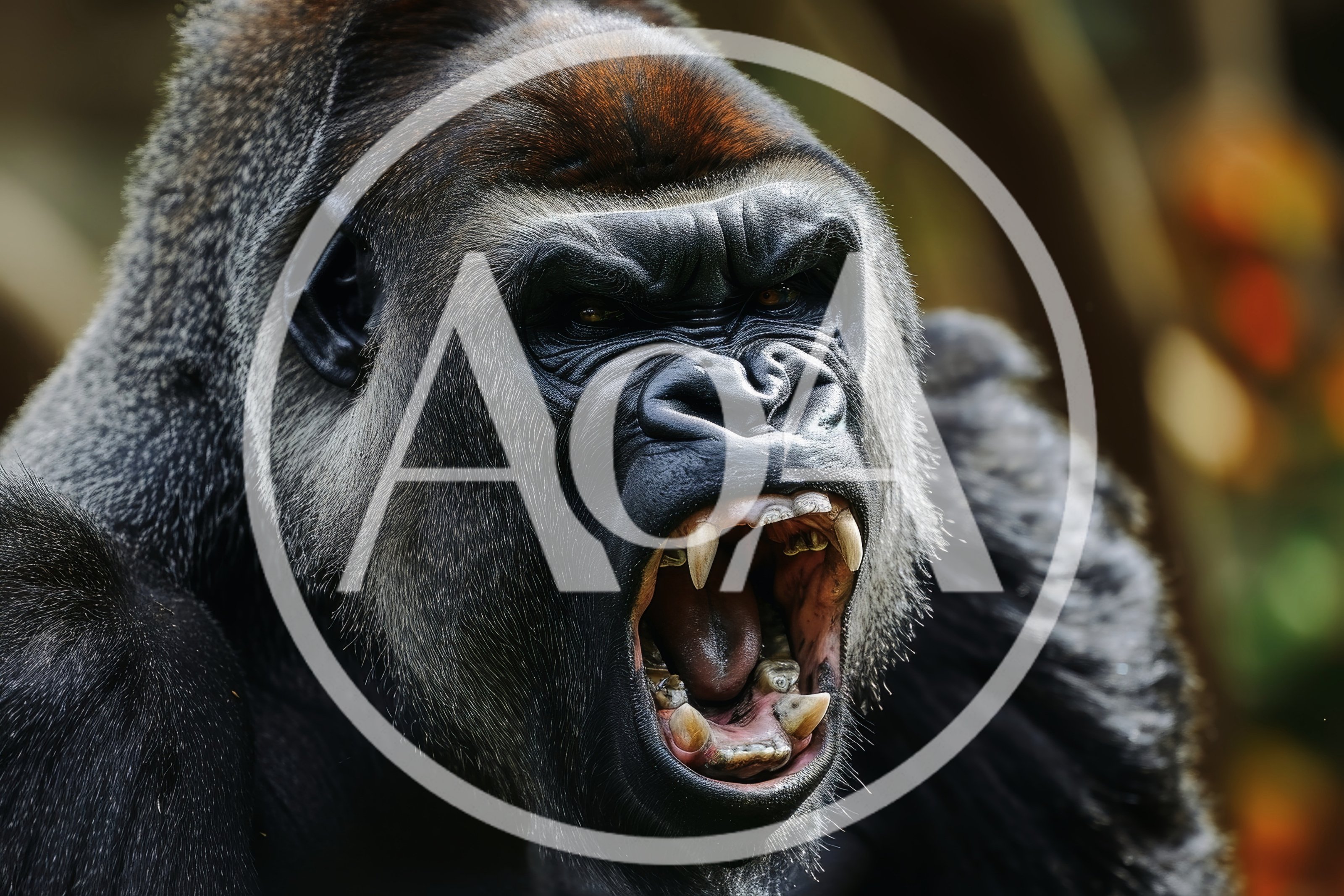 Silverback Gorilla Roaring With Mouth Wide Open
