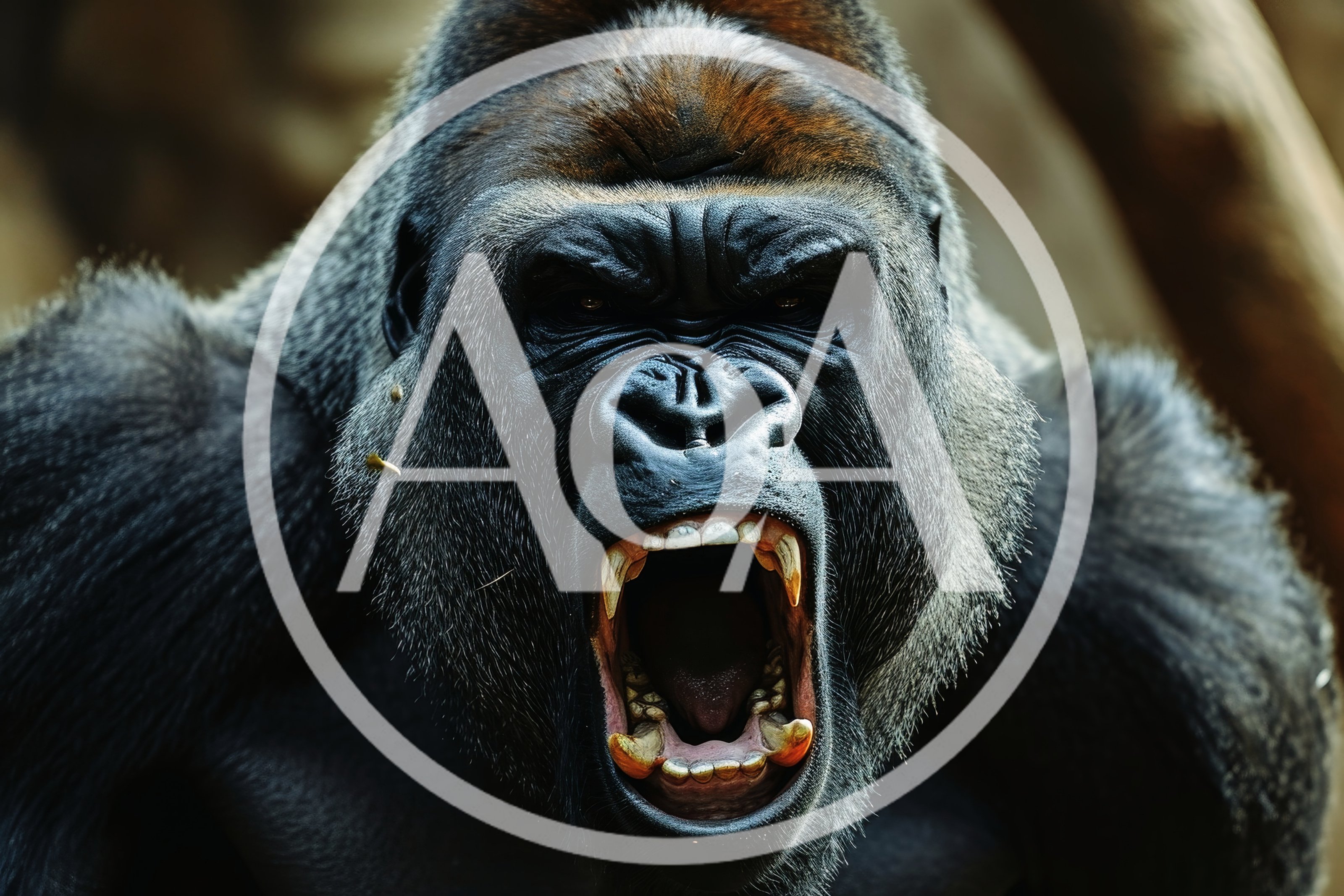 Aggressive Silverback Gorilla Roaring With Mouth Open
