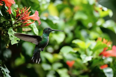 Green Hummingbird Hovering Near Vibrant Orange Flowers