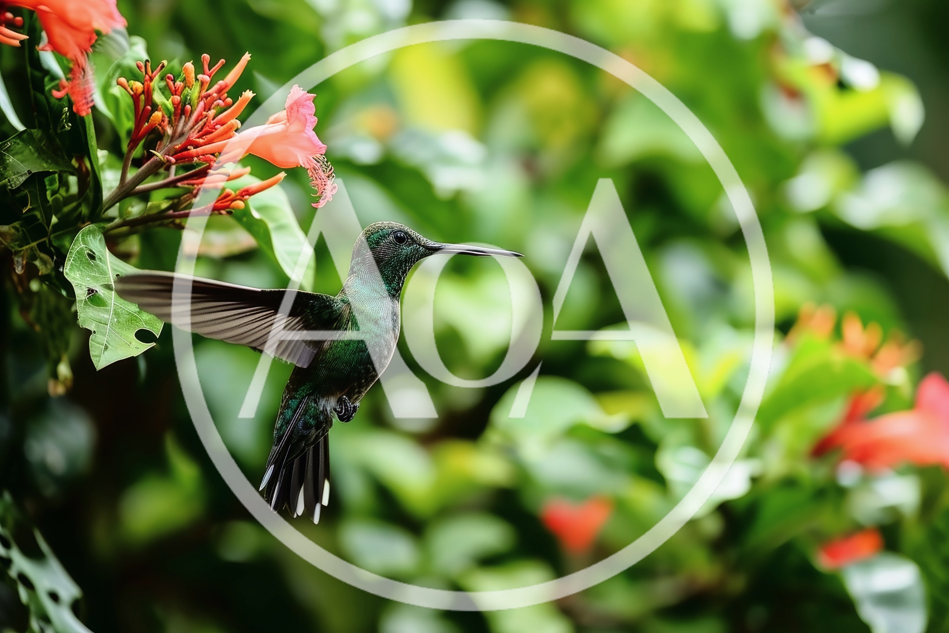 Green Hummingbird Hovering Near Vibrant Orange Flowers