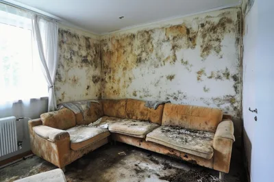 Dilapidated Living Room With Severe Mold Infestation