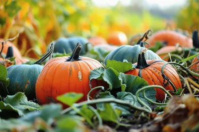 Orange and Green Pumpkins Growing in Autumn Field