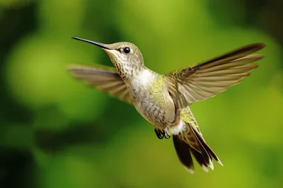 Female Ruby-Throated Hummingbird Hovering In Mid-Air