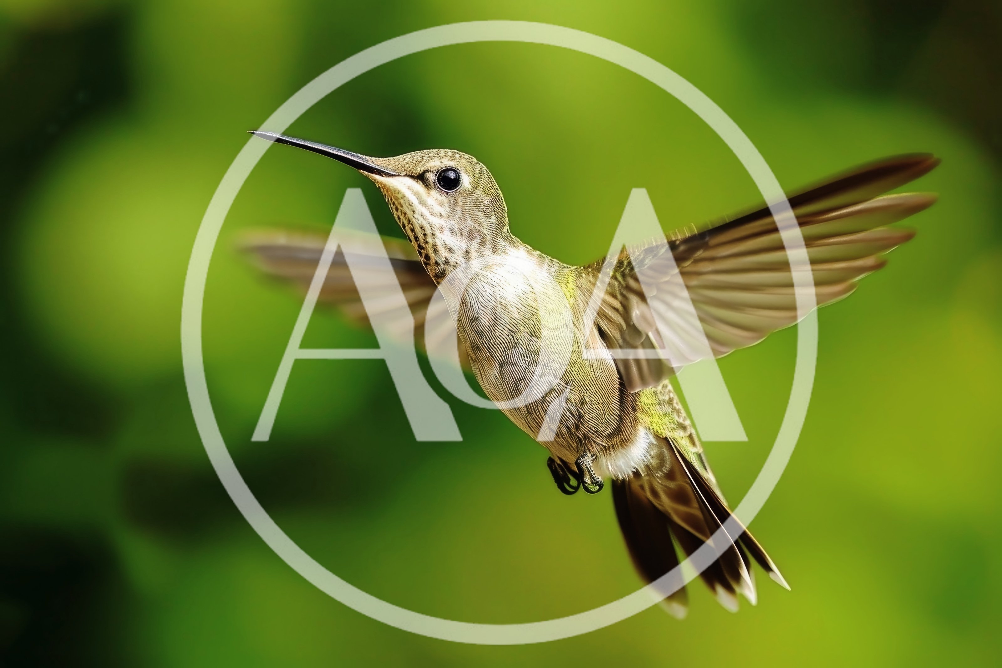 Female Ruby-Throated Hummingbird Hovering In Mid-Air