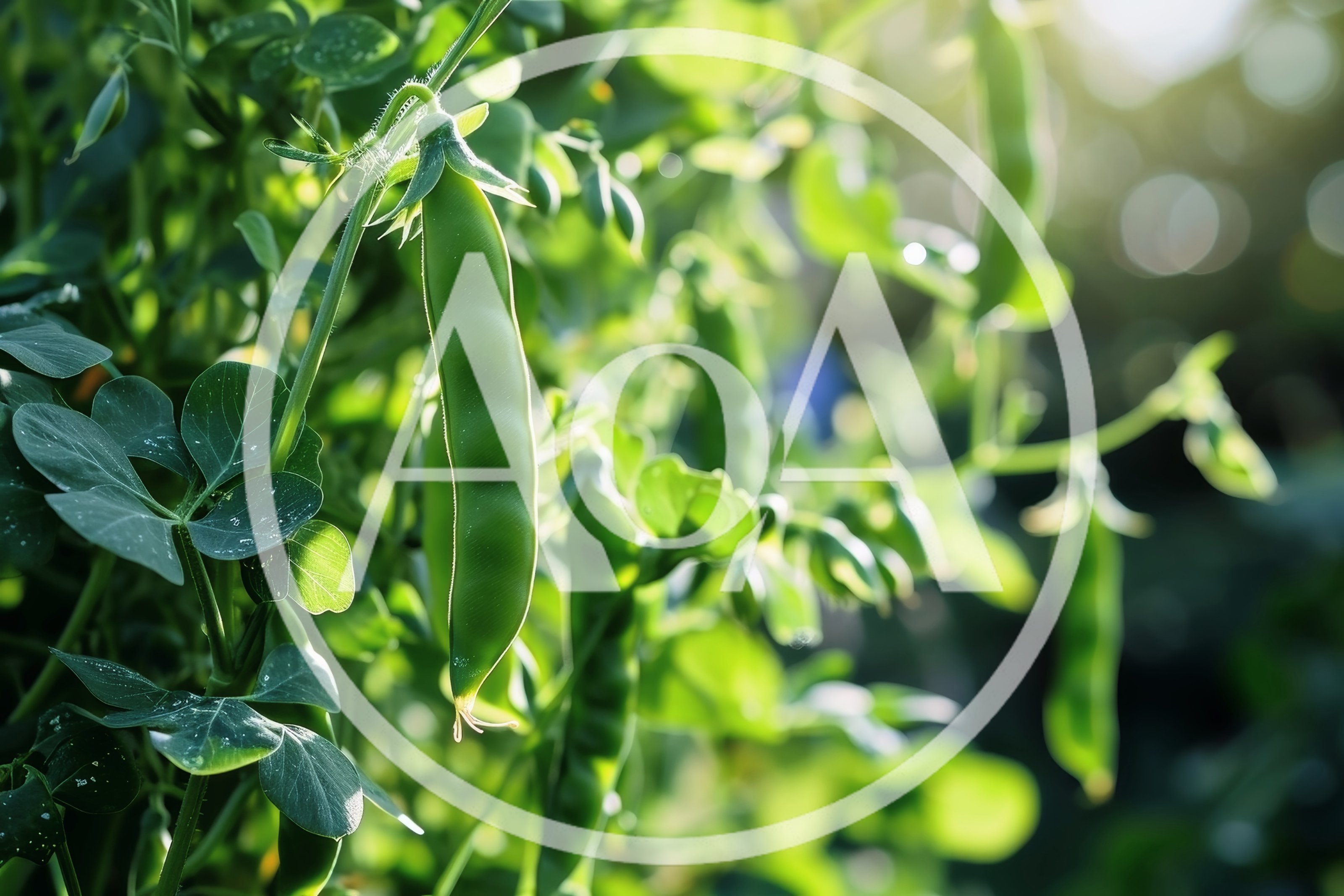 Fresh Green Pea Pods Growing In A Garden