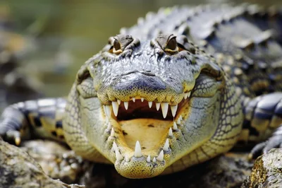 Close Up Portrait Of An American Alligator With Open Jaws