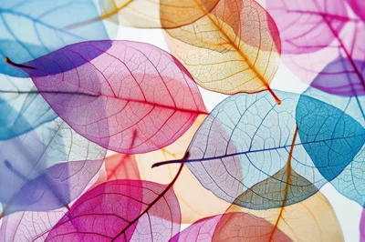 Colorful Skeletonized Leaves With Intricate Vein Patterns