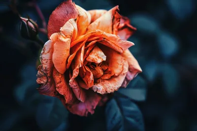 Close Up Of A Fading Orange Rose