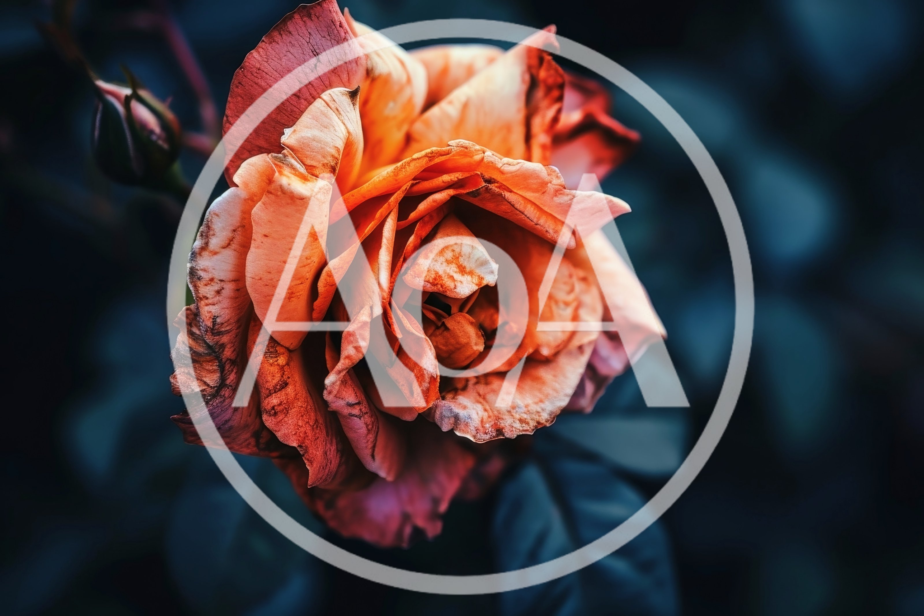 Close Up Of A Fading Orange Rose
