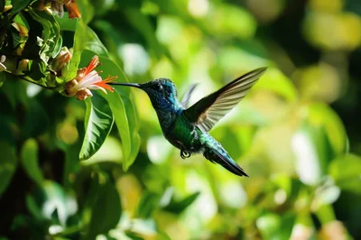 Green Hummingbird Feeding From A Tropical Flower