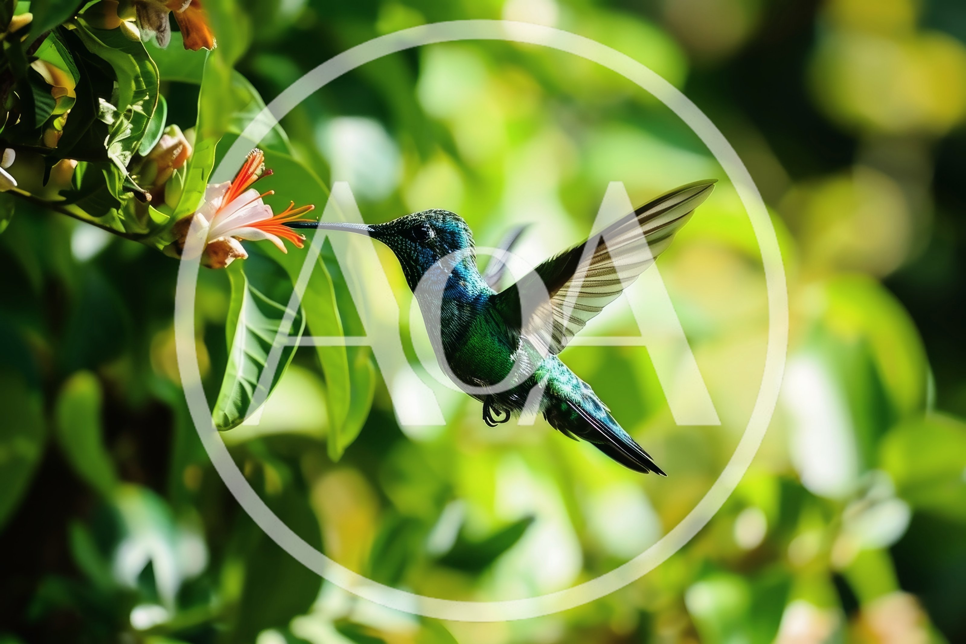 Green Hummingbird Feeding From A Tropical Flower