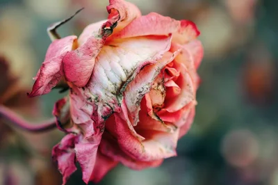 Wilted Pink Rose Flower In Garden